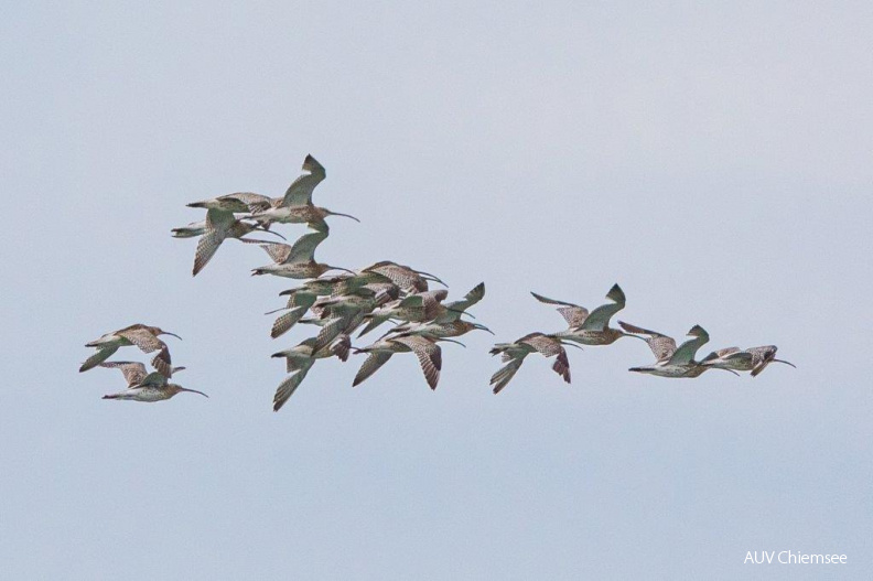 Brachvögel
Mit einem Klick! zur Fotogeschichte mit weiteren Bildern
Beobachtungsturm Lachsgang / 2. Juli 2020 / Foto: Andreas Hartl
AktNatBeo-200702-ah-Brachvoegel_Lachsgang_(1).jpg