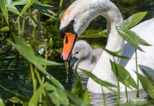 Höckerschwan mit Kücken