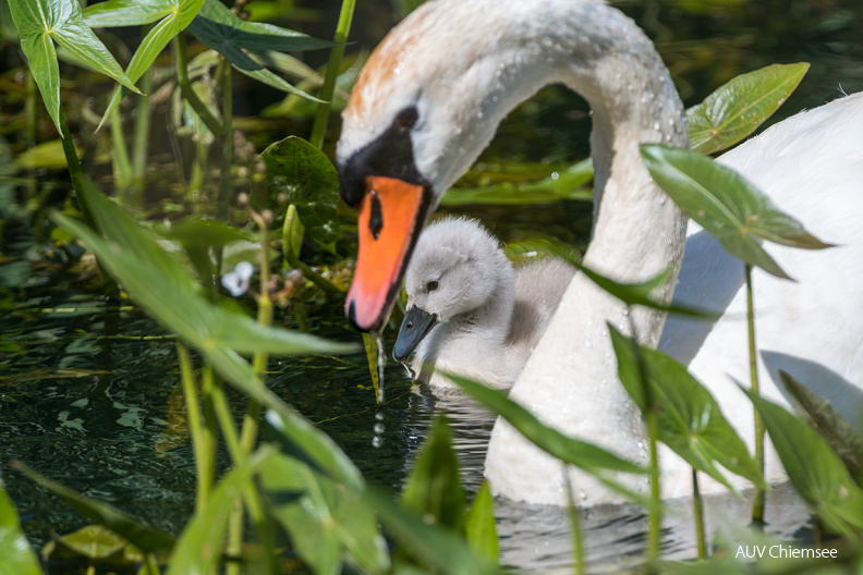 Höckerschwan mit Kücken
Mit einem Klick! zur Fotogeschichte mit weiteren Bildern
Beobachtungsturm Hirschauer Bucht / 9. Juli 2020 / Foto: Thomas Alberer
AktNatBeo-200709-ta-14_HB_Hoeckerschwan_09-07-20.jpg