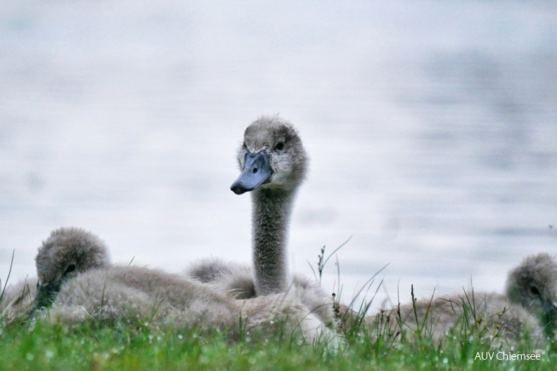 Schwanenküken
Mit einem Klick! zur Fotogeschichte mit weiteren Bildern
Schafwaschener Bucht / 19. Juli 2020 / Foto: Johannes Almer
AktNatBeo-200719-ja-2_Schwanenkueken-1140pix.jpg