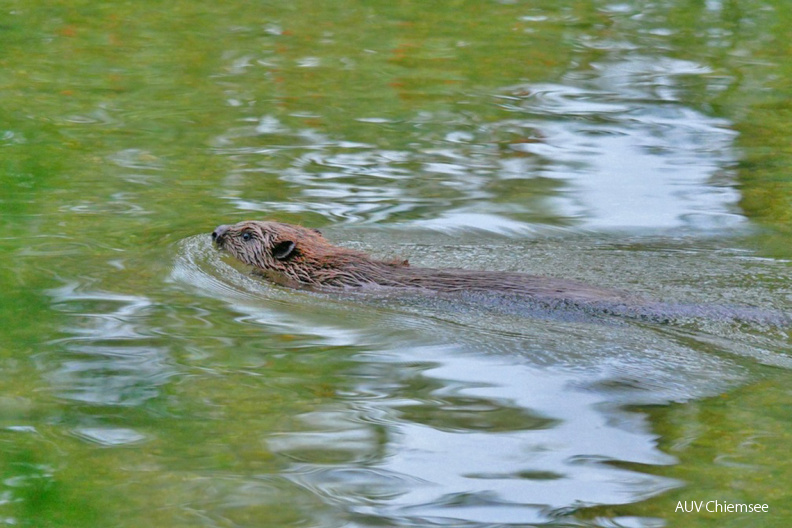 Biber
Mit einem Klick! zur Fotogeschichte mit weiteren Bildern
Schafwaschener Bucht / 19. Juli 2020 / Foto: Johannes Almer
AktNatBeo-200719-ja-1_Biber-1140pix.jpg