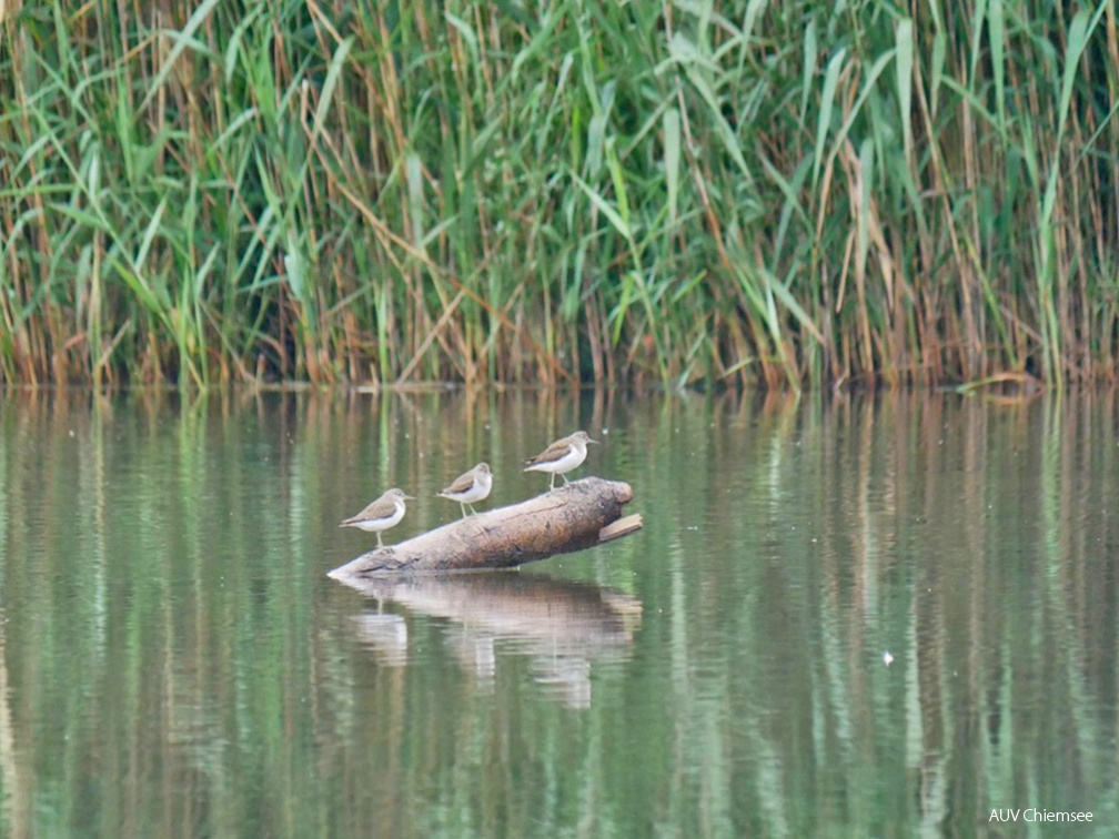 Flussuferläufer