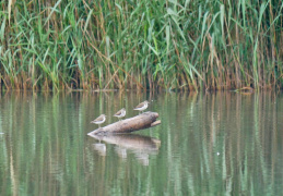 Flussuferläufer