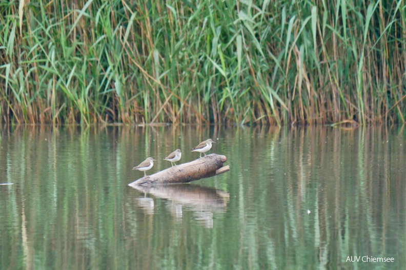 Flussuferläufer
Mit einem Klick! zur Fotogeschichte mit weiteren Bildern
Schafwaschener Bucht / 19. Juli 2020 / Foto: Johannes Almer
AktNatBeo-200719-ja-6_Flussregenpfeifer-1140pix.jpg