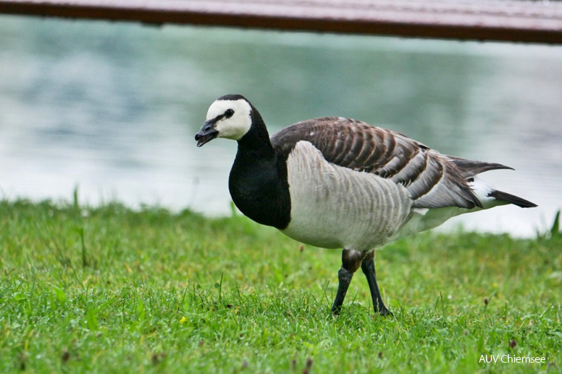 Weißwannengans
Mit einem Klick! zur Fotogeschichte mit weiteren Bildern
Schafwaschener Bucht / 19. Juli 2020 / Foto: Johannes Almer
AktNatBeo-200719-ja-4_Weisswannengans-1140pix.jpg
