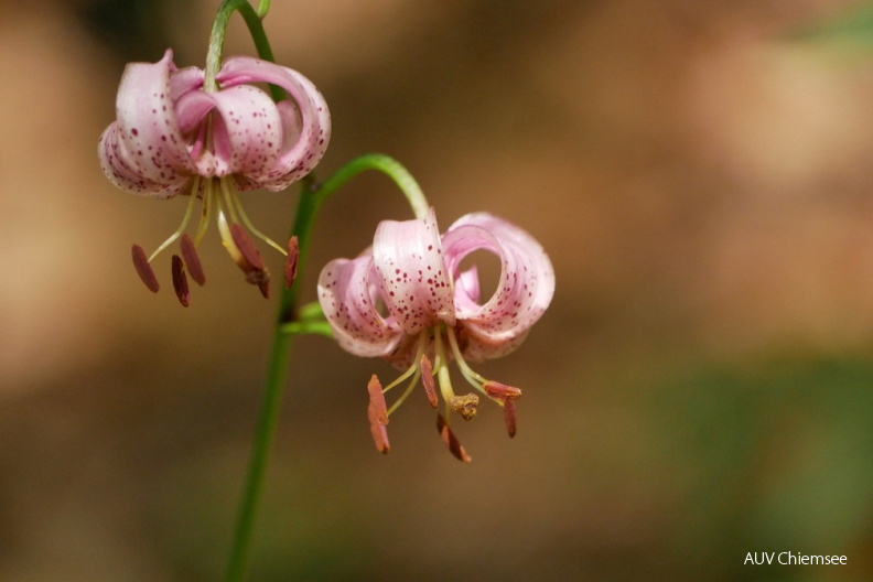 Türkenbundlilie
Mit einem Klick! zur Fotogeschichte mit weiteren Bildern
Spitzsteingebiet / 23. Juli 2020 / Foto: Johannes Almer
AktNatBeo-200723-ca-04_Tuerkenbundlilie.jpg