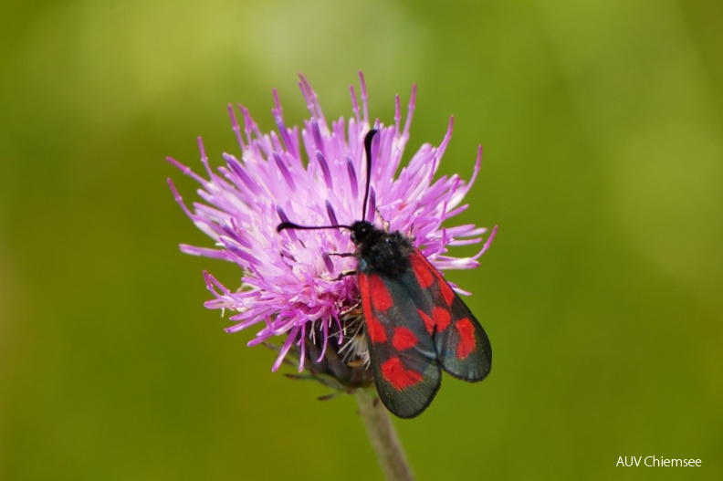 Widderchen
Mit einem Klick! zur Fotogeschichte mit weiteren Bildern
Spitzsteingebiet / 23. Juli 2020 / Foto: Johannes Almer
AktNatBeo-200723-ca-13_Widderchen.jpg