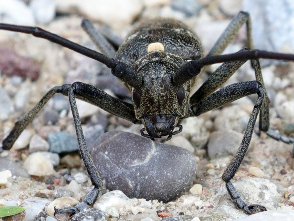 Langhornbock (Monochamus sartor)