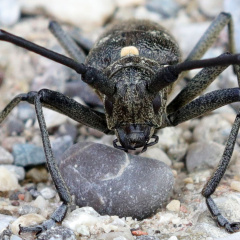 Langhornbock (Monochamus sartor)