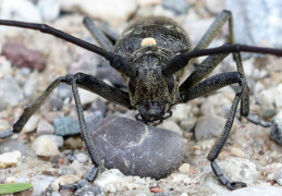 Langhornbock (Monochamus sartor)