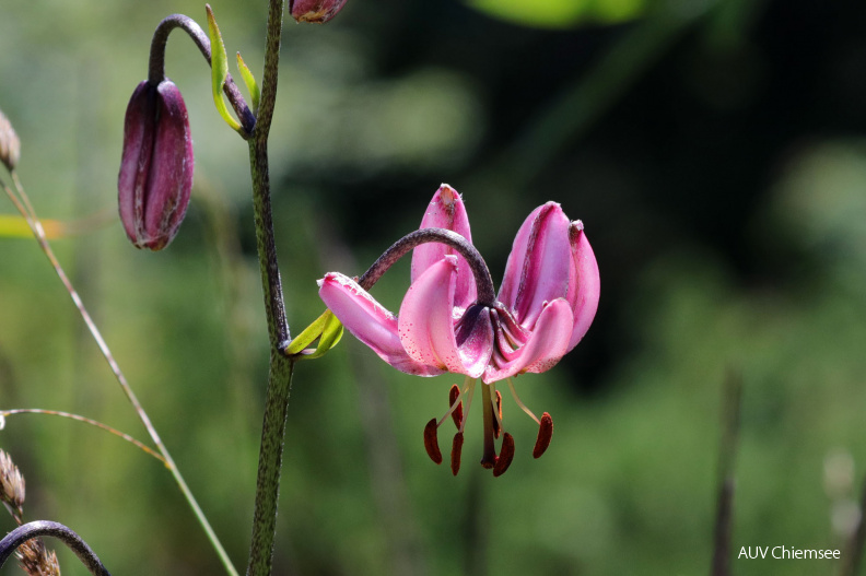 Türkenbundlilie
Mit einem Klick! zur Fotogeschichte mit weiteren Bildern
Spitzsteingebiet / 28. Juli 2020 / Foto: Hans Wolf
AktNatBeo-200728-hw-22_Türkenbundlilie_Blume_Chiemgau_Spitzstein_07_2020_8C3A6803-klein.jpg