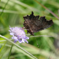 C-Falter (Polygonia c-album)