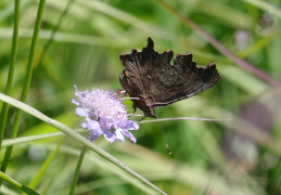 C-Falter (Polygonia c-album)