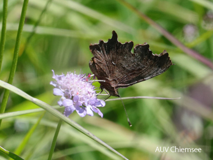 C-Falter (Polygonia c-album)