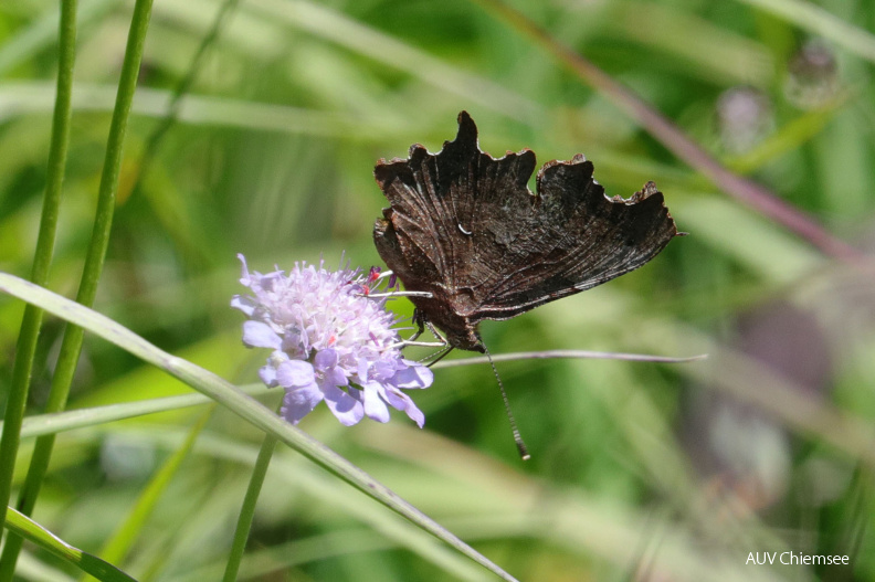 C-Falter (Polygonia c-album)
Mit einem Klick! zur Fotogeschichte mit weiteren Bildern
Spitzsteingebiet / 28. Juli 2020 / Foto: Hans Wolf
AktNatBeo-200728-hw-23_C-Falter_(Polygonia_c-album)_Chiemgau_Spitzstein_07_2020_8C3A6825-klein.jpg