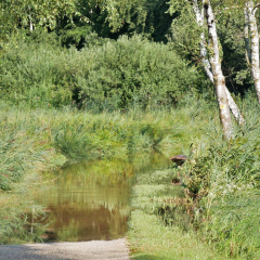 Überschwemmter Chiemsee Rundweg