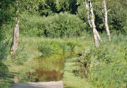 Überschwemmter Chiemsee Rundweg