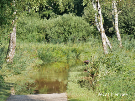 Überschwemmter Chiemsee Rundweg