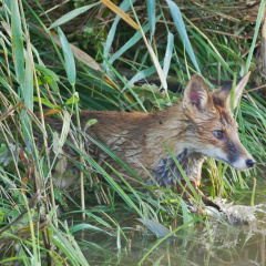 Überraschter Fuchs