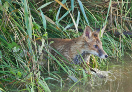 Überraschter Fuchs