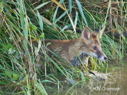 Überraschter Fuchs