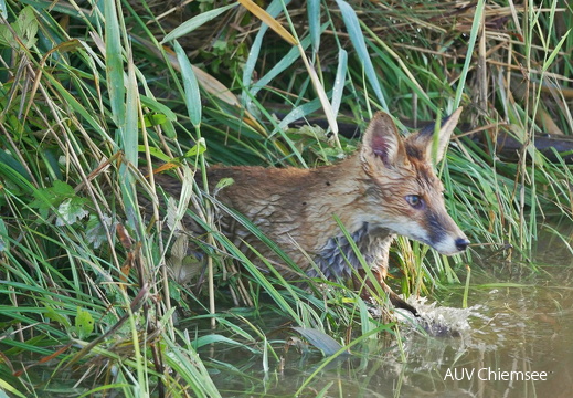 Überraschter Fuchs