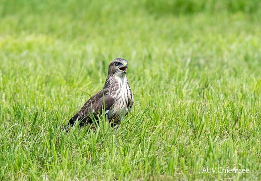 Mäusebussard 