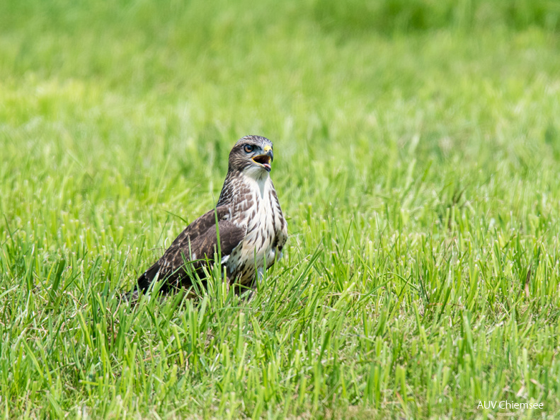 Mäusebussard 