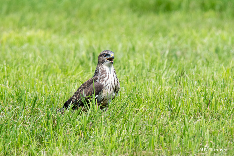 AktNatBeo-200801-ta-11_Grabenstaett_Maeusebussard_01-08-20.jpg