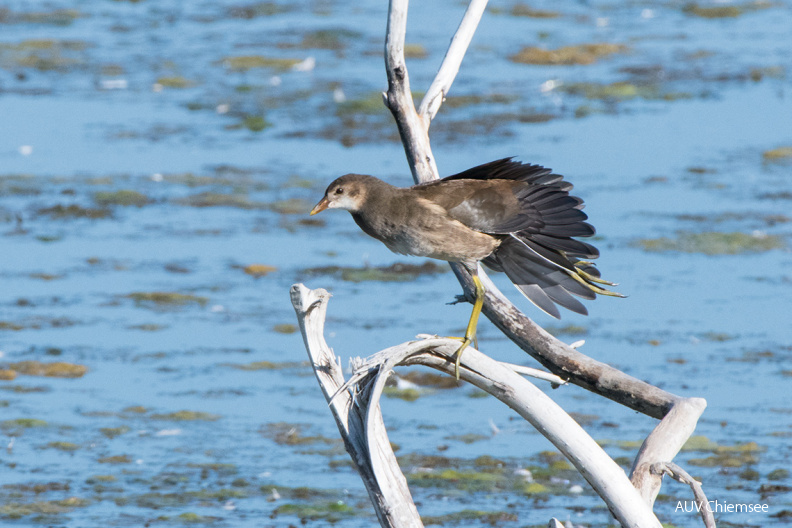 Teichhuhn
Mit einem Klick! zur Fotogeschichte mit weiteren Bildern
Beobachtungsturm Hirschauer Bucht / 1. August 2020 / Foto: Thomas Alberer
AktNatBeo-200801-ta-07_HB_Teichhuhn_01-08-20.jpg
