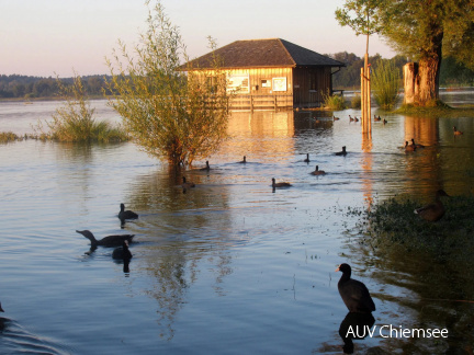 Hochwasser an der Prienmündung