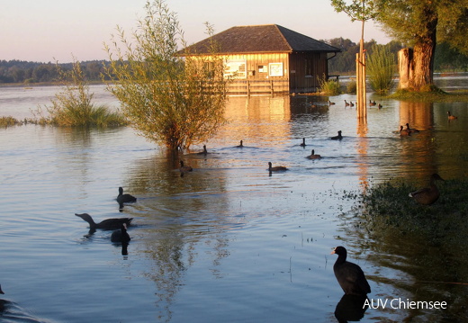 Hochwasser an der Prienmündung