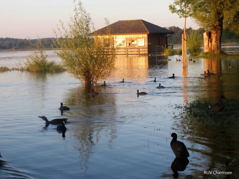 Hütte an der Prienmündung im Hochwasser
Mit einem Klick! zur Fotogeschichte mit weiteren Bildern
Prienmündung / 10. August 2020 / Foto: Günther Freund
AktNatBeo-200810-gf-Prienmuendung_Hochwasser-IMG_6002-SamNachr-2020_08_11.jpg