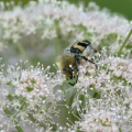 Pinselkäfer