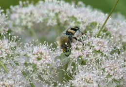 Pinselkäfer