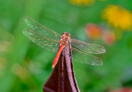 Große Heidelibelle