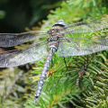 Torf-Mosaikjungfer- Männchen  Libelle