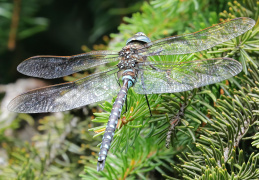 Torf-Mosaikjungfer- Männchen  Libelle