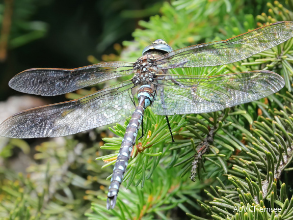 Torf-Mosaikjungfer- Männchen  Libelle