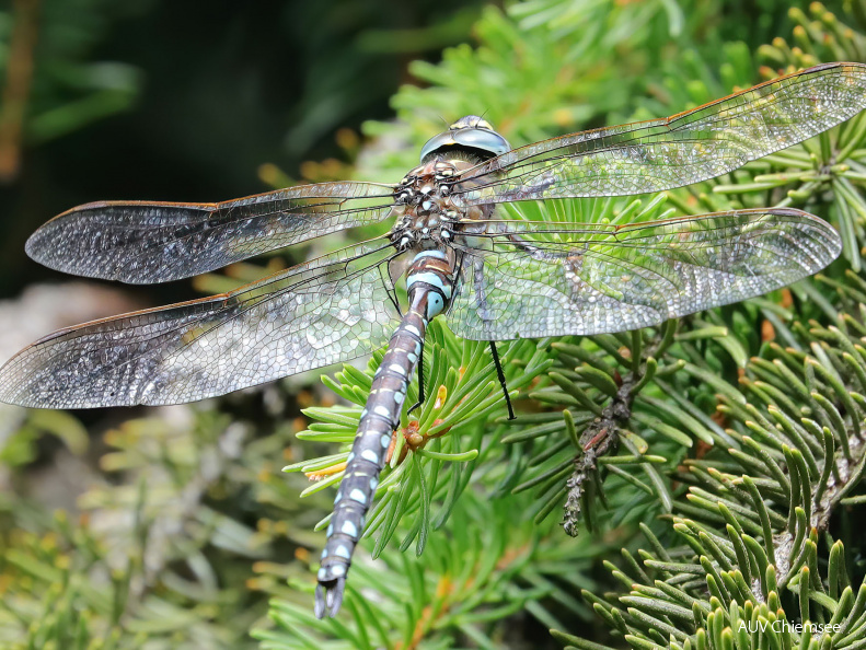 Torf-Mosaikjungfer- Männchen  Libelle