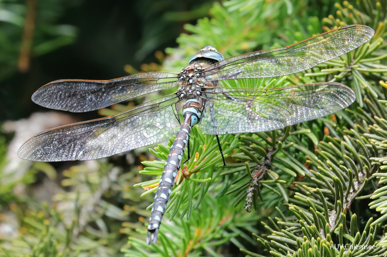 Torf-Mosaikjungfer- Männchen (Aeshna juncea) Libelle
Mit einem Klick! zur Fotogeschichte mit weiteren Bildern
Spitzsteingebiet / 20. August 2020 / Foto: Hans Wolf
AktNatBeo-200820-hw-04_Torf-Mosaikjungfer-_Maennchen_(Aeshna_juncea)_Libelle_Spitzstein_8C3A4490.jpg