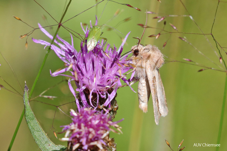Kupfereule (Chersotis cuprea) Falter auf Wiesen-Flockenblume
Mit einem Klick! zur Fotogeschichte mit weiteren Bildern
Spitzsteingebiet / 20. August 2020 / Foto: Hans Wolf
AktNatBeo-200820-hw-08_Kupfereule_(Chersotis_cuprea)_Falter_auf_Wiesen-Flockenblume_Spitzstein_8C3A4688.jpg