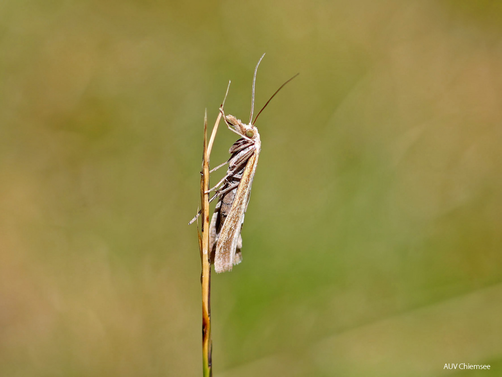 Zünsler (Agriphila poliellus) Falter