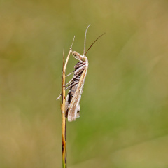 Zünsler (Agriphila poliellus) Falter