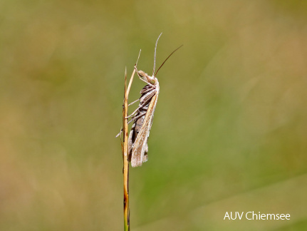 Zünsler (Agriphila poliellus) Falter