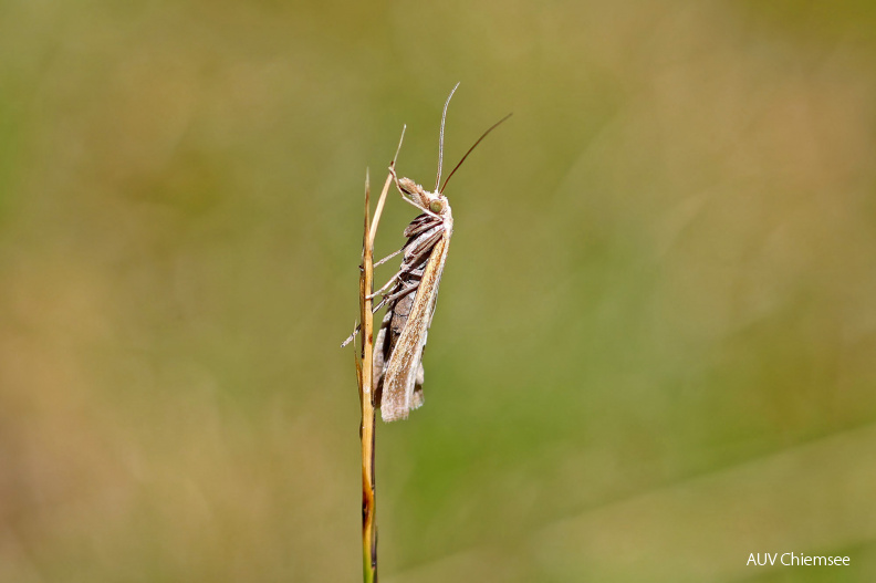 AktNatBeo-200820-hw-14_Zuensler_(Agriphila_poliellus)_Falter_Spitzstein_8C3A4802.jpg