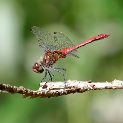 Blutrote Heidelibelle - Männchen 