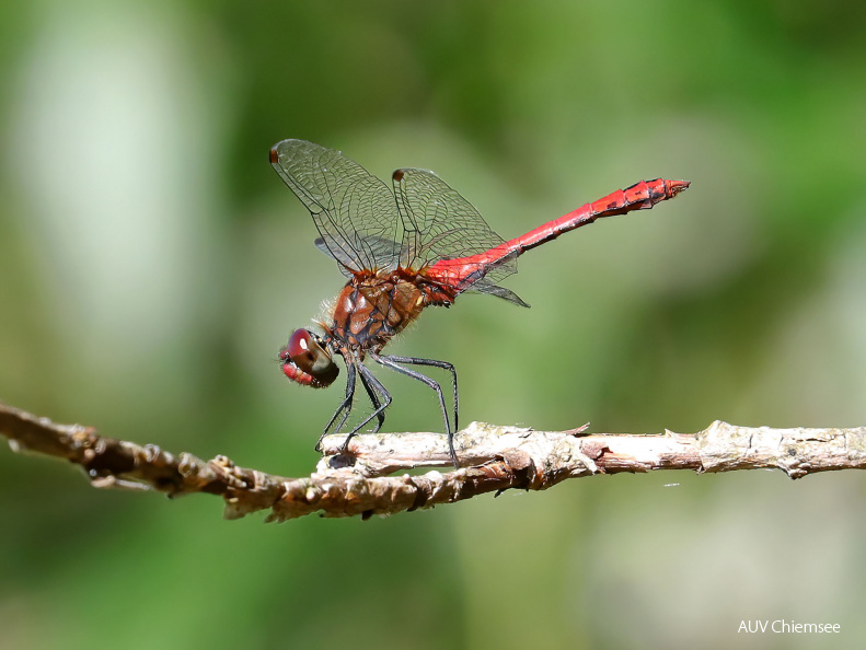 Blutrote Heidelibelle - Männchen 