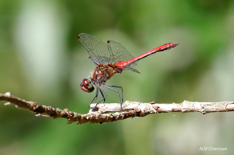 AktNatBeo-200820-hw-25_Blutrote_Heidelibelle_Maennchen_(Sympetrum_sanguineum)_Hirschauer_Bucht_8C3A5102.jpg