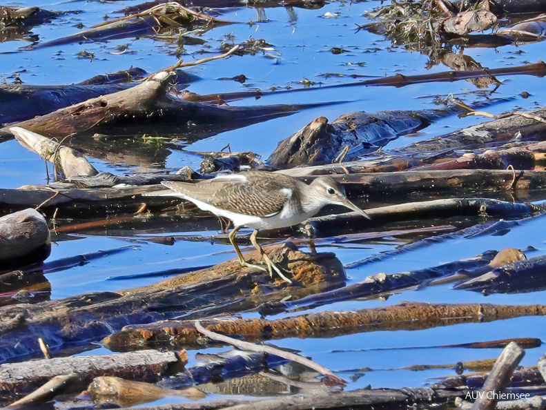 Flussuferläufer